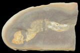 Fossil Sea Cucumber (Achistrum) - Mazon Creek #120938-1